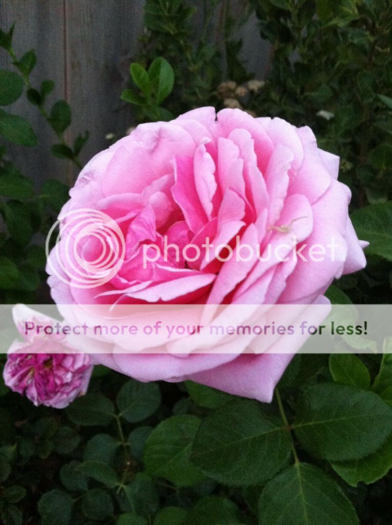 Aloha photo preview_image_0_88521432x.jpg